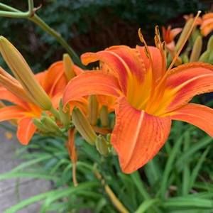 Meet your Posher, Phyllis